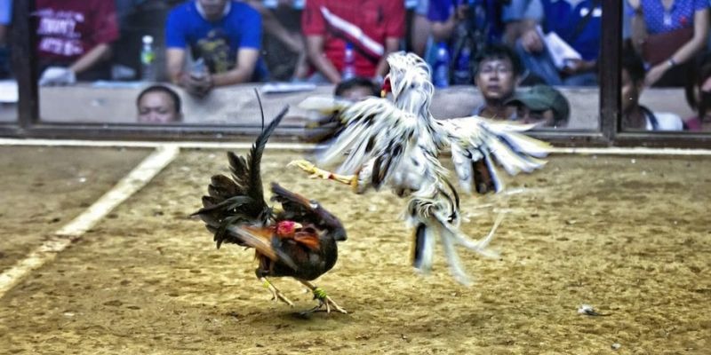 95win qq88 bắn cá