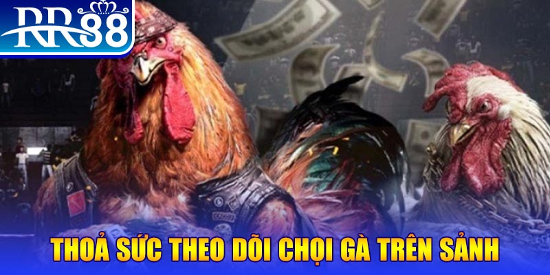 95win trực tiếp đá gà c1